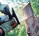 Professional Tree Care in Mount Holly, NC