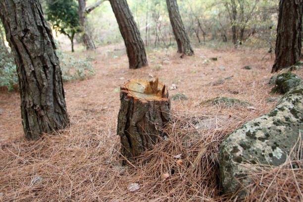 Best Tree Disease Treatment  in Mount Holly, NC