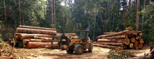 Best Grass Overseeding  in Mount Holly, NC