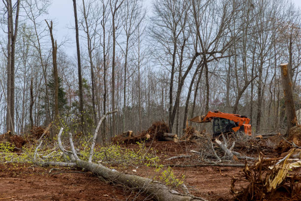 Best Leaf Removal  in Mount Holly, NC