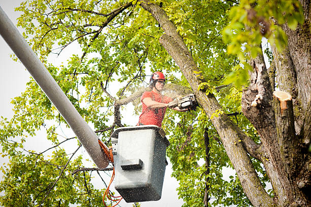 Best Tree and Shrub Care  in Mount Holly, NC