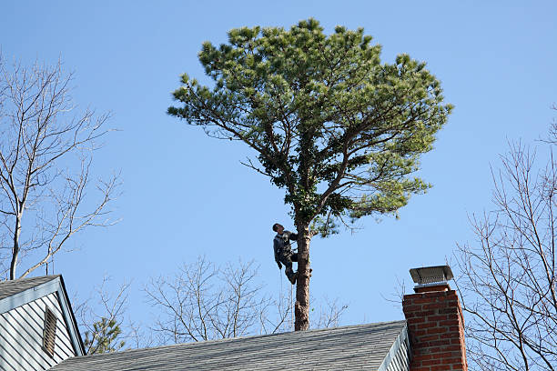 Best Palm Tree Trimming  in Mount Holly, NC