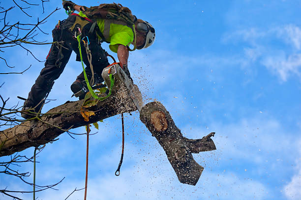 Best Tree Removal  in Mount Holly, NC